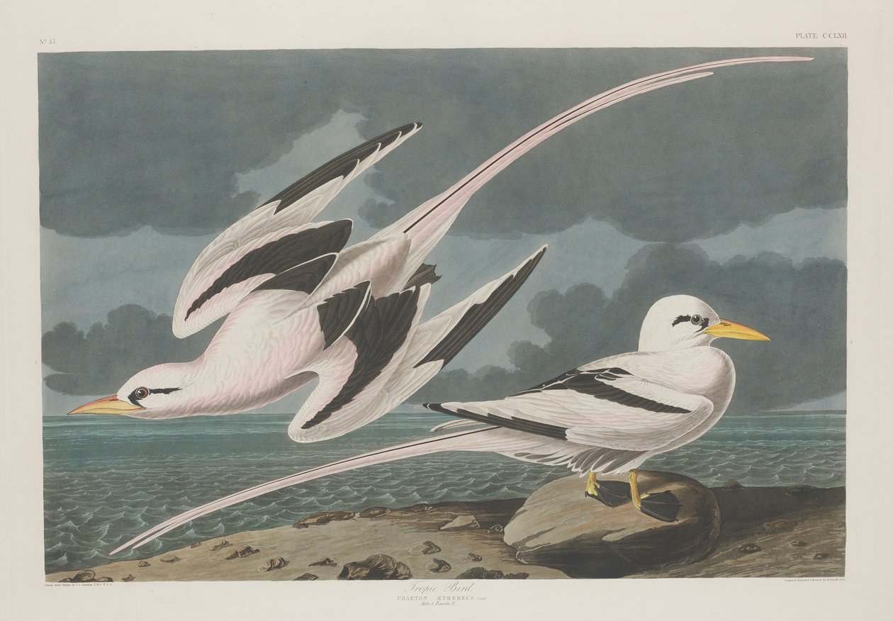 Tropefugl, 1835 af John James Audubon