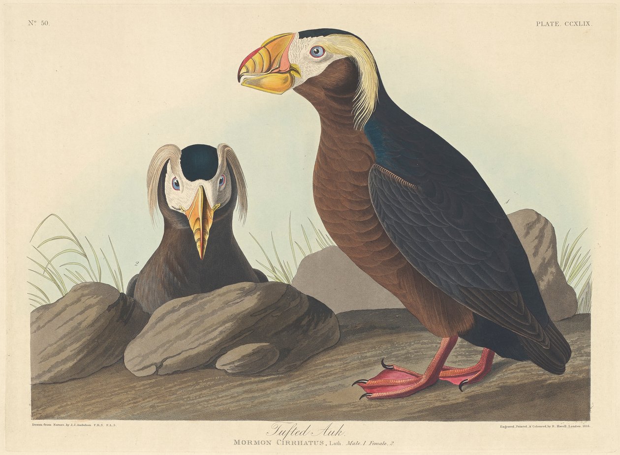 Tufted Auk, 1835 af John James Audubon