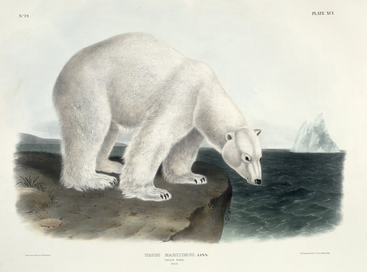 Ursus Maritimus (isbjørn), plade 91 fra 