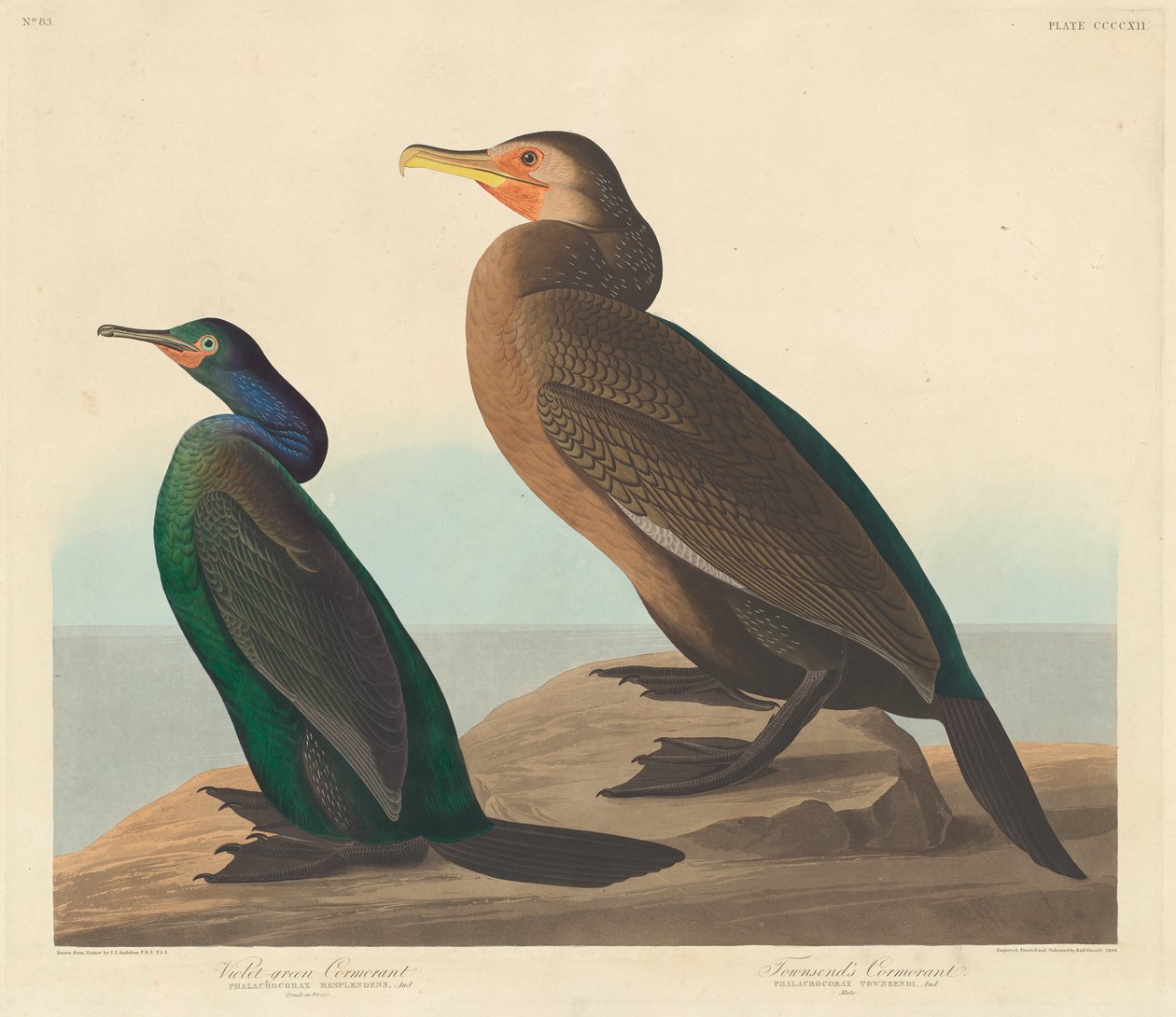Violetgrøn Skarv og Townsends Skarv, 1838 af John James Audubon