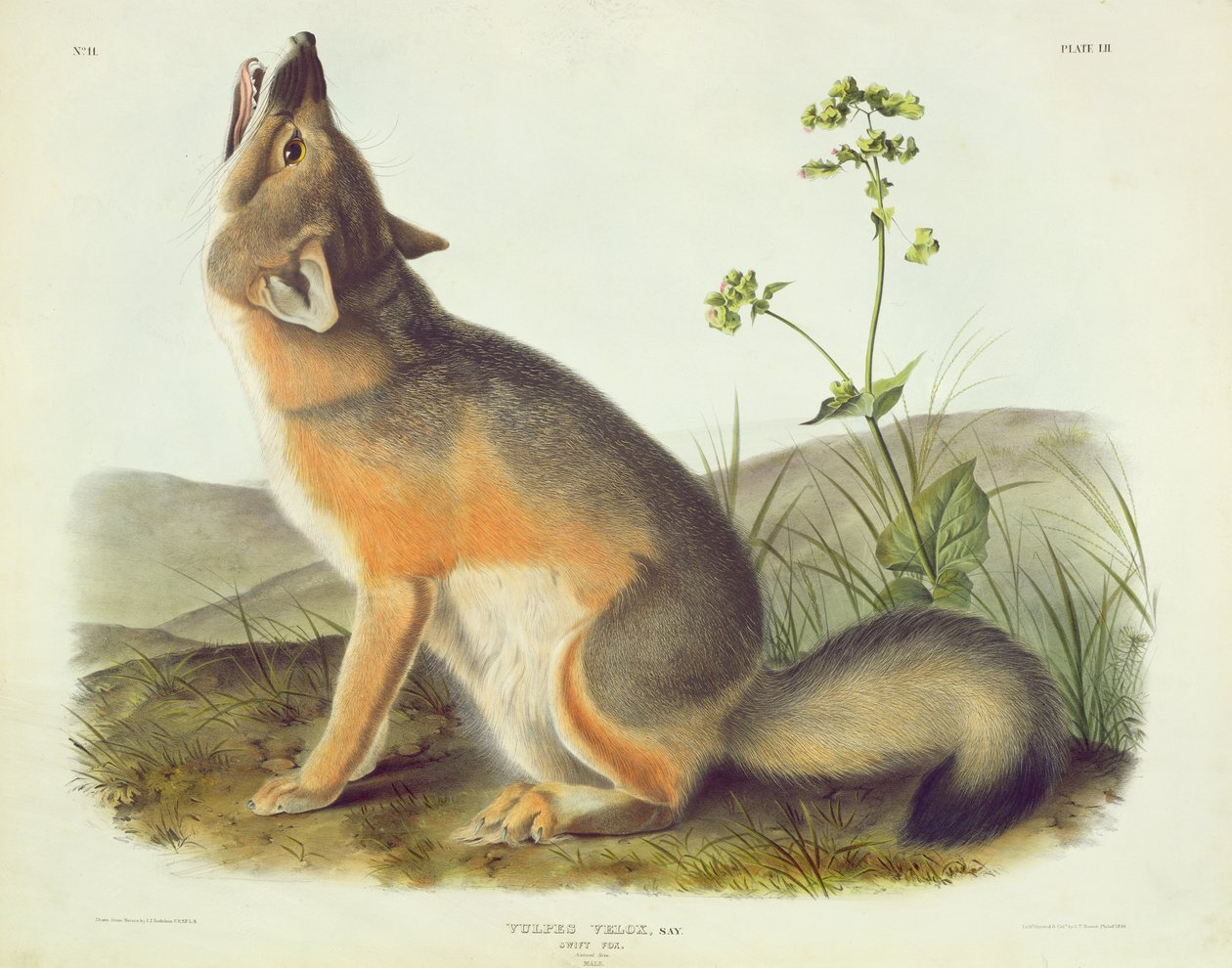 Vulpes Velox (Swift Fox), plade 52 fra 