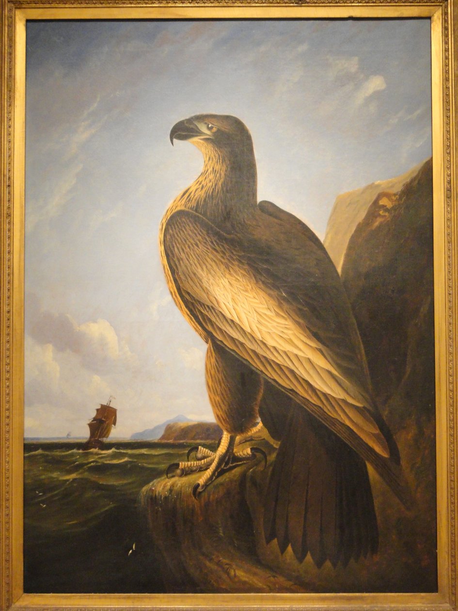 Washington Havørn af John James Audubon