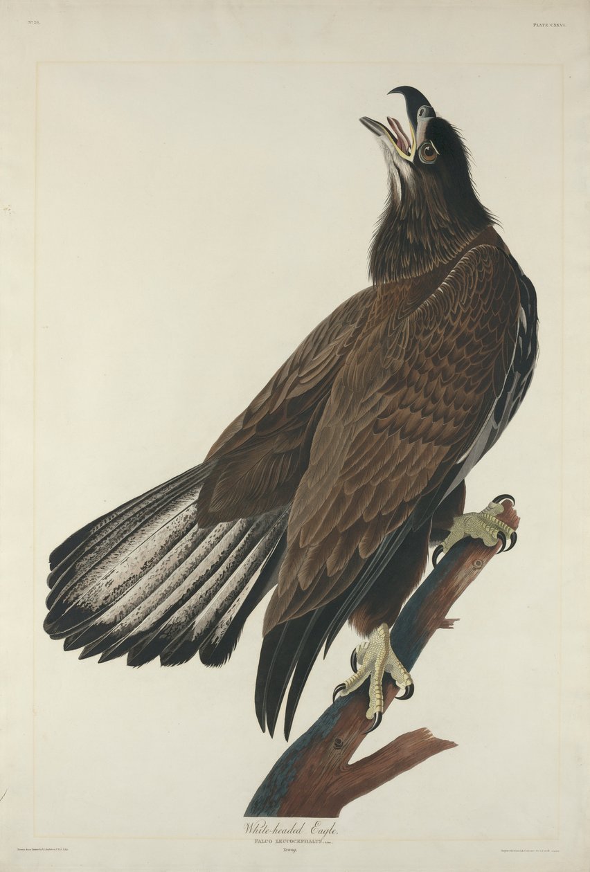 Hvidhovedørn, 1832 af John James Audubon