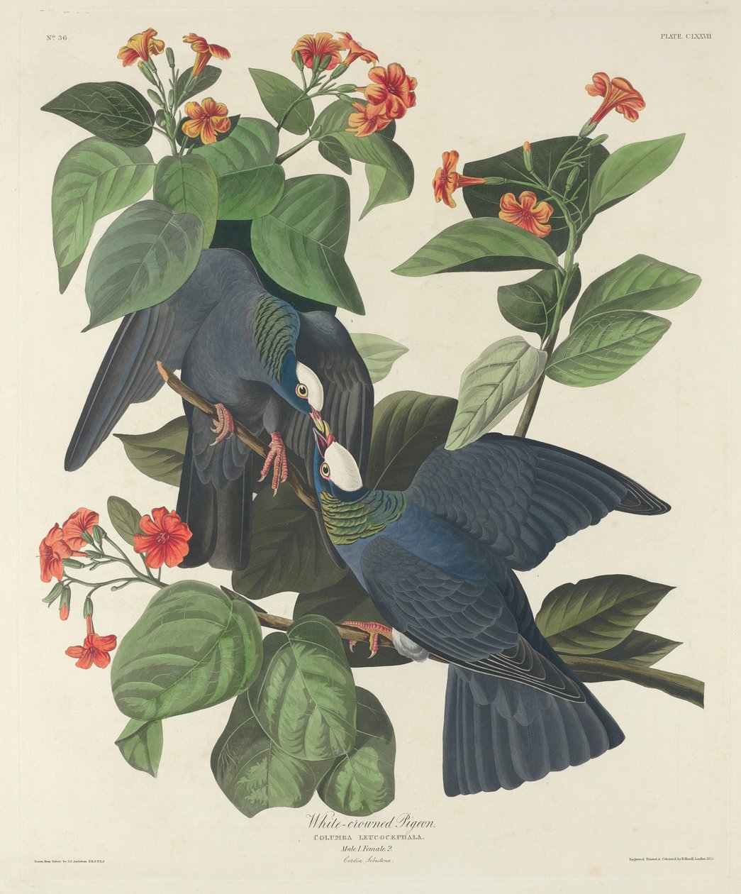 Hvidkronet due, 1833 af John James Audubon