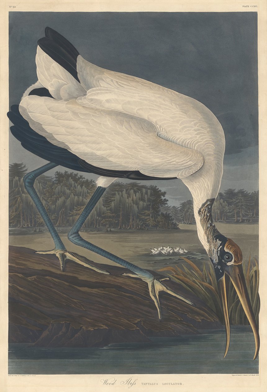 Træ Ibis, 1834 af John James Audubon