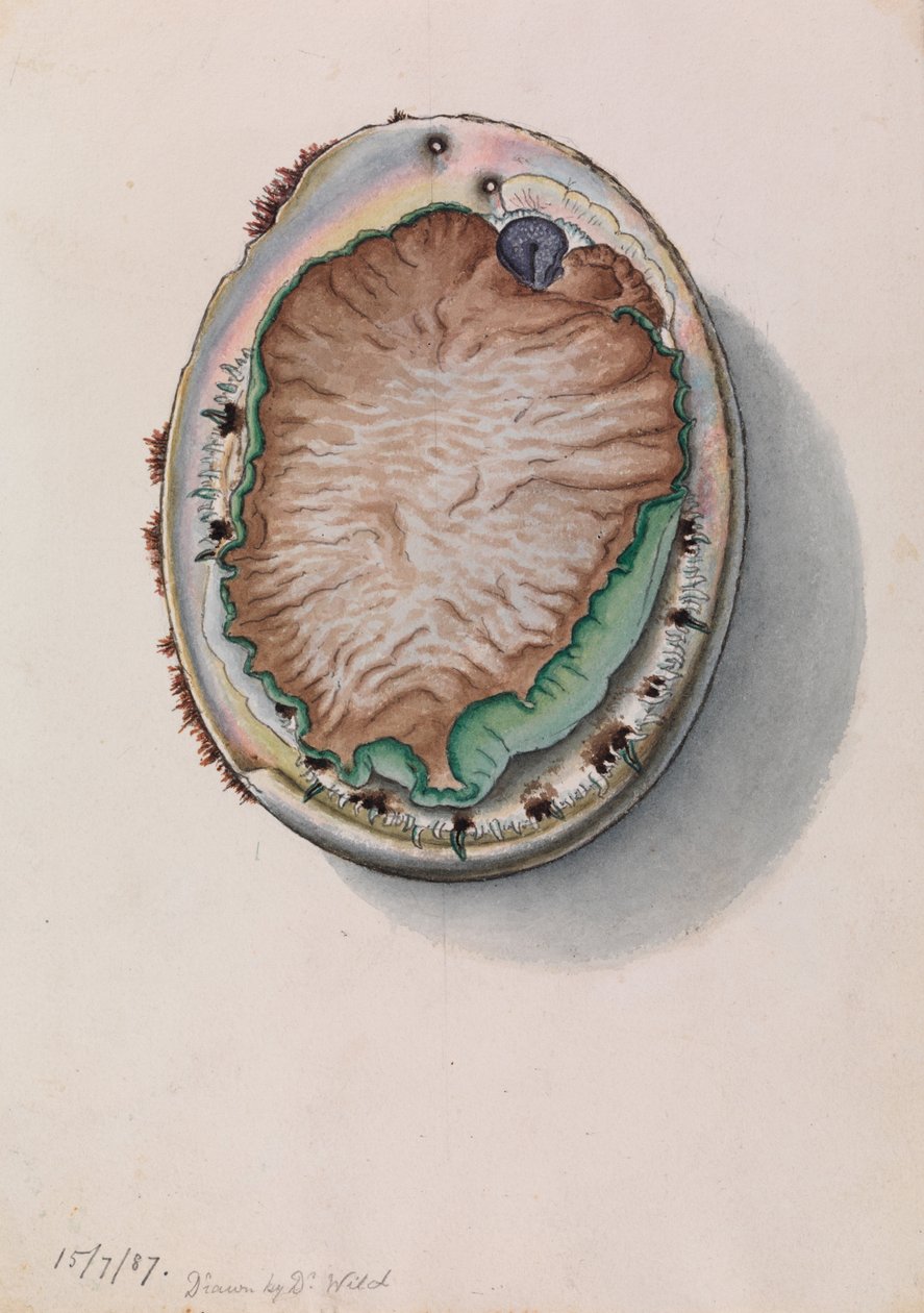 Grønlæbet Abalone, Haliotis laevigata af John James Wild