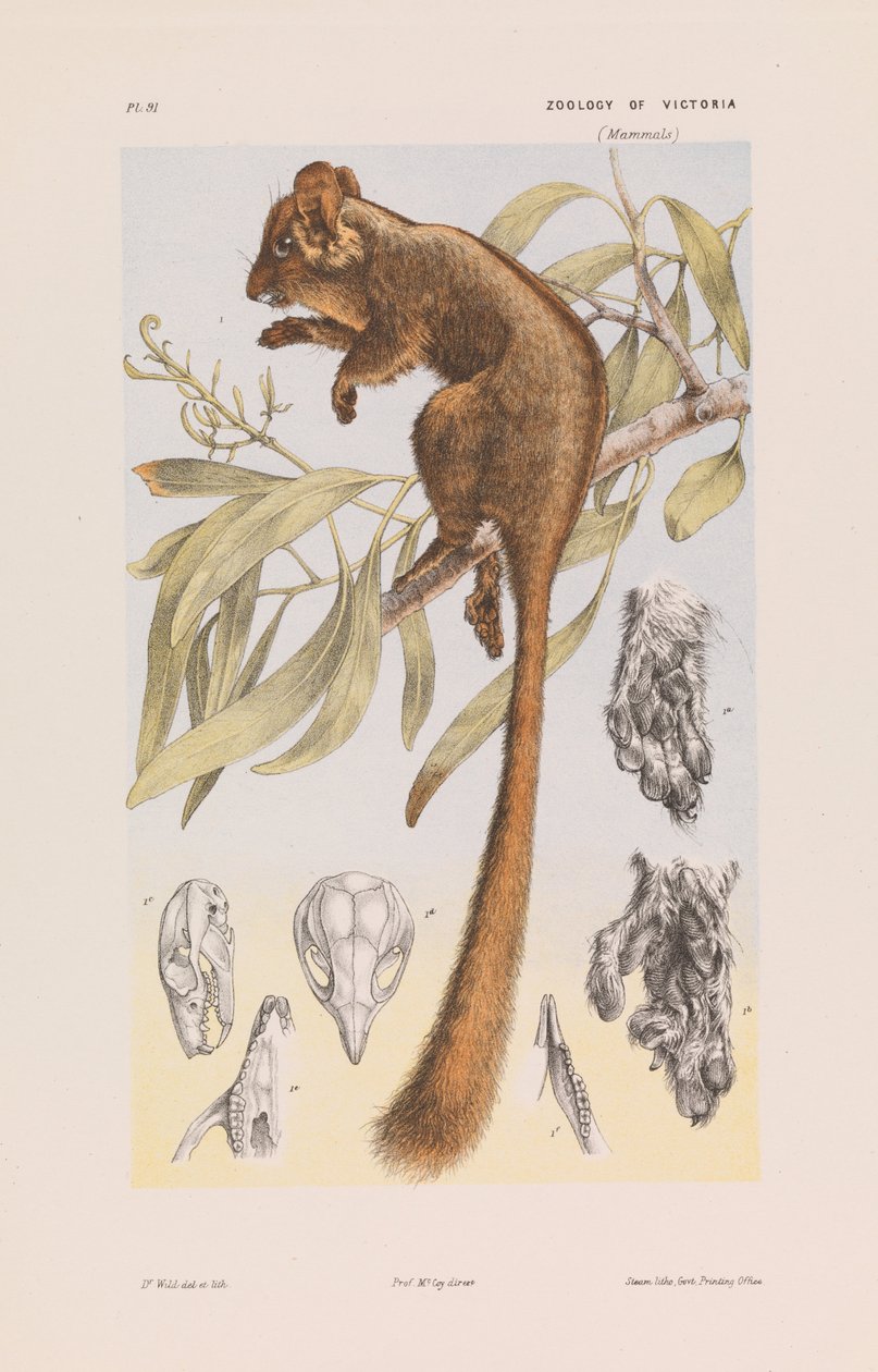 Leadbeaters Possum, Gymnobelideus leadbeateri af John James Wild