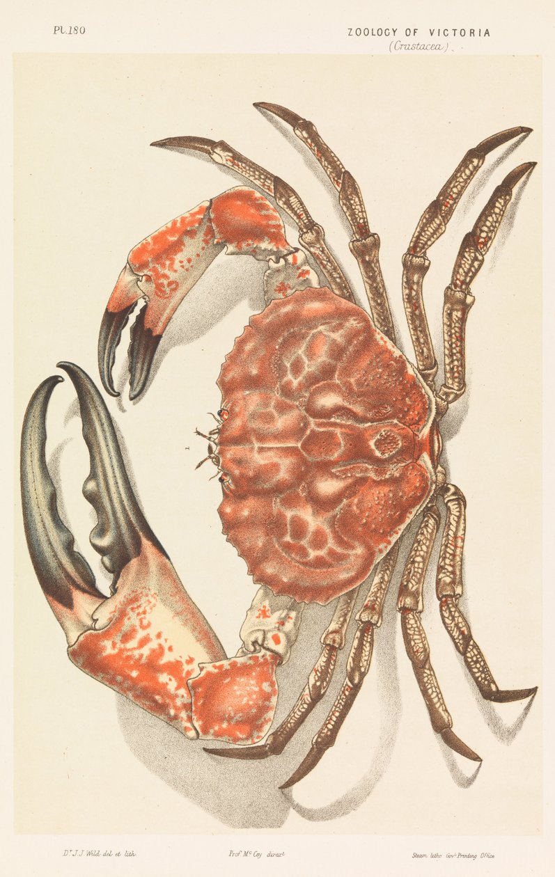 Tasmanian Giant Crab, Pseudocarcinus gigas af John James Wild
