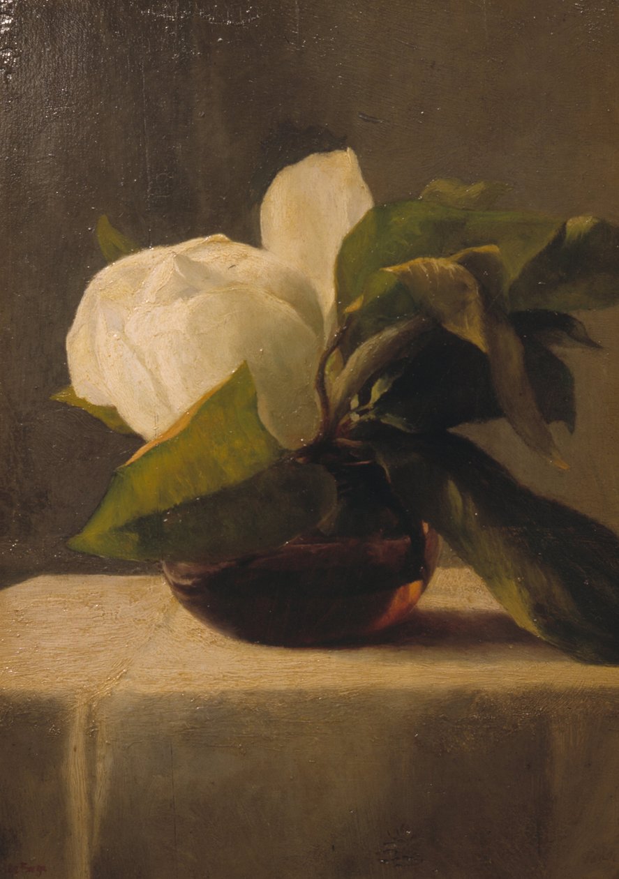 Magnolia af John La Farge or Lafarge
