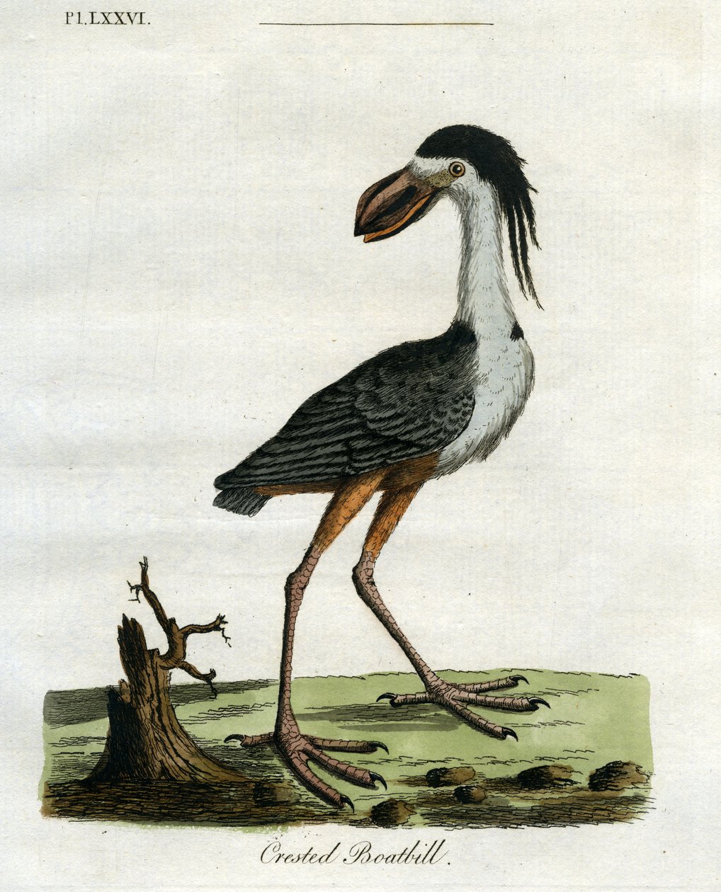 Crested Boatbill, 1781-5 (håndfarvet gravering) af John Latham