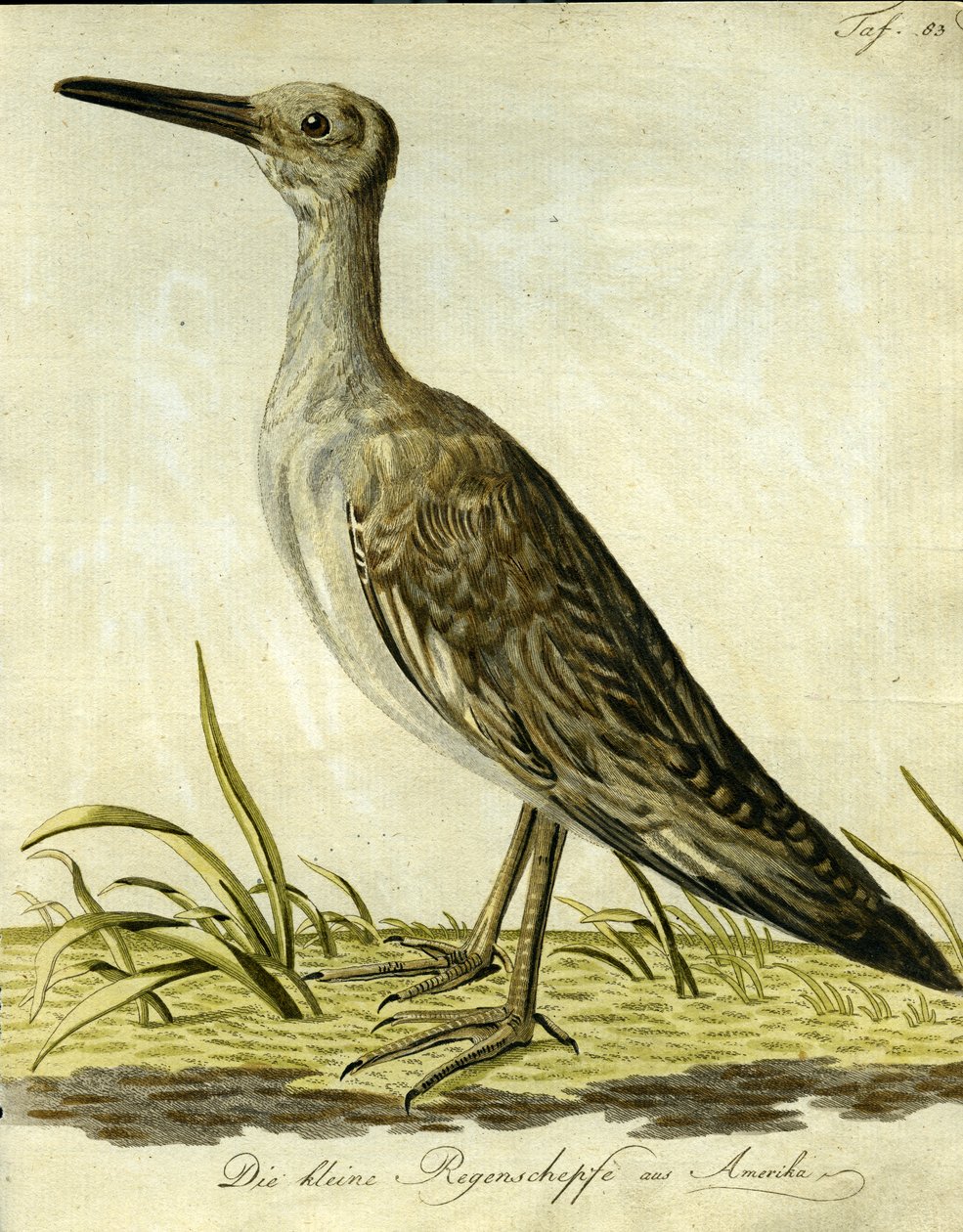 Small American Snipe, 1793 (håndfarvet gravering) af John Latham
