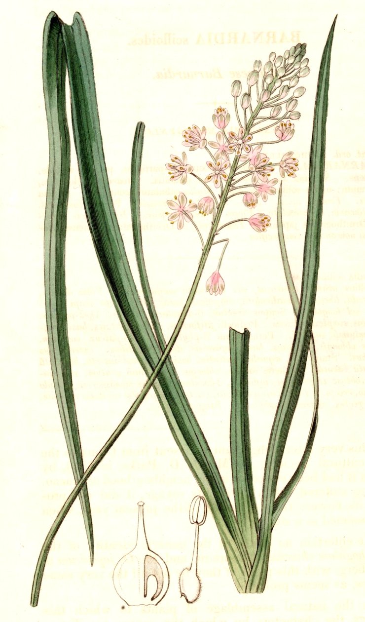 Barnardia japonica af John Lindley
