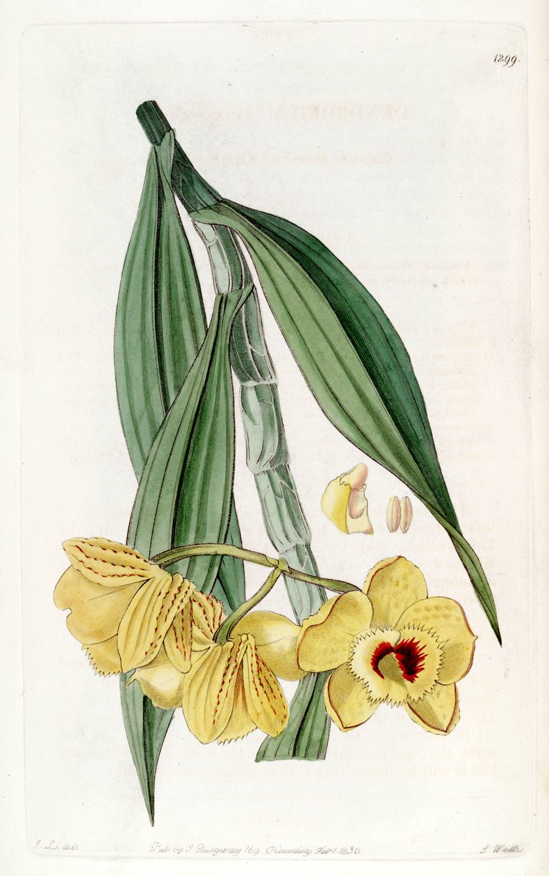 Dendrobium chrysanthum af John Lindley