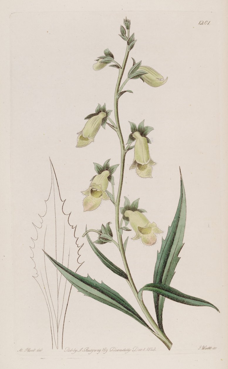 Digitalis obscura subsp. laciniata af John Lindley