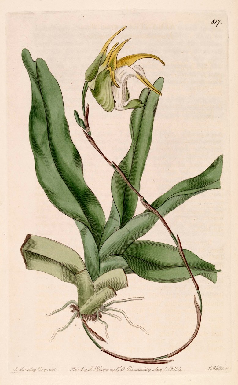 Illustration af Aeranthes grandiflora af John Lindley