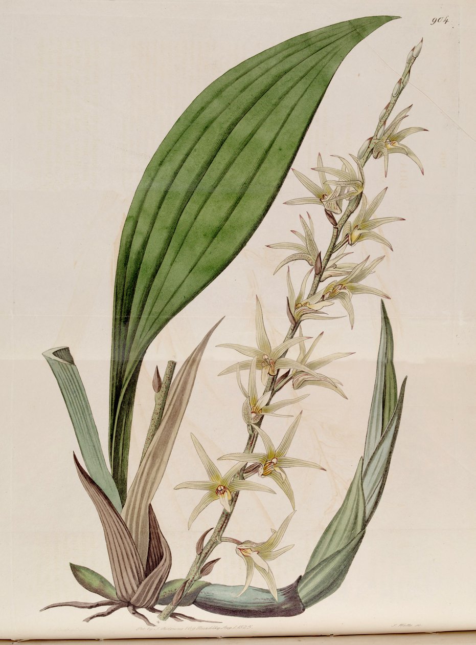 Illustration af Eria javanica (som syn. Eria stellata) af John Lindley
