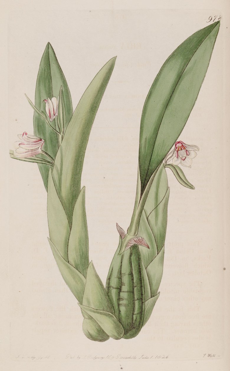 Illustration af Eria rosea af John Lindley