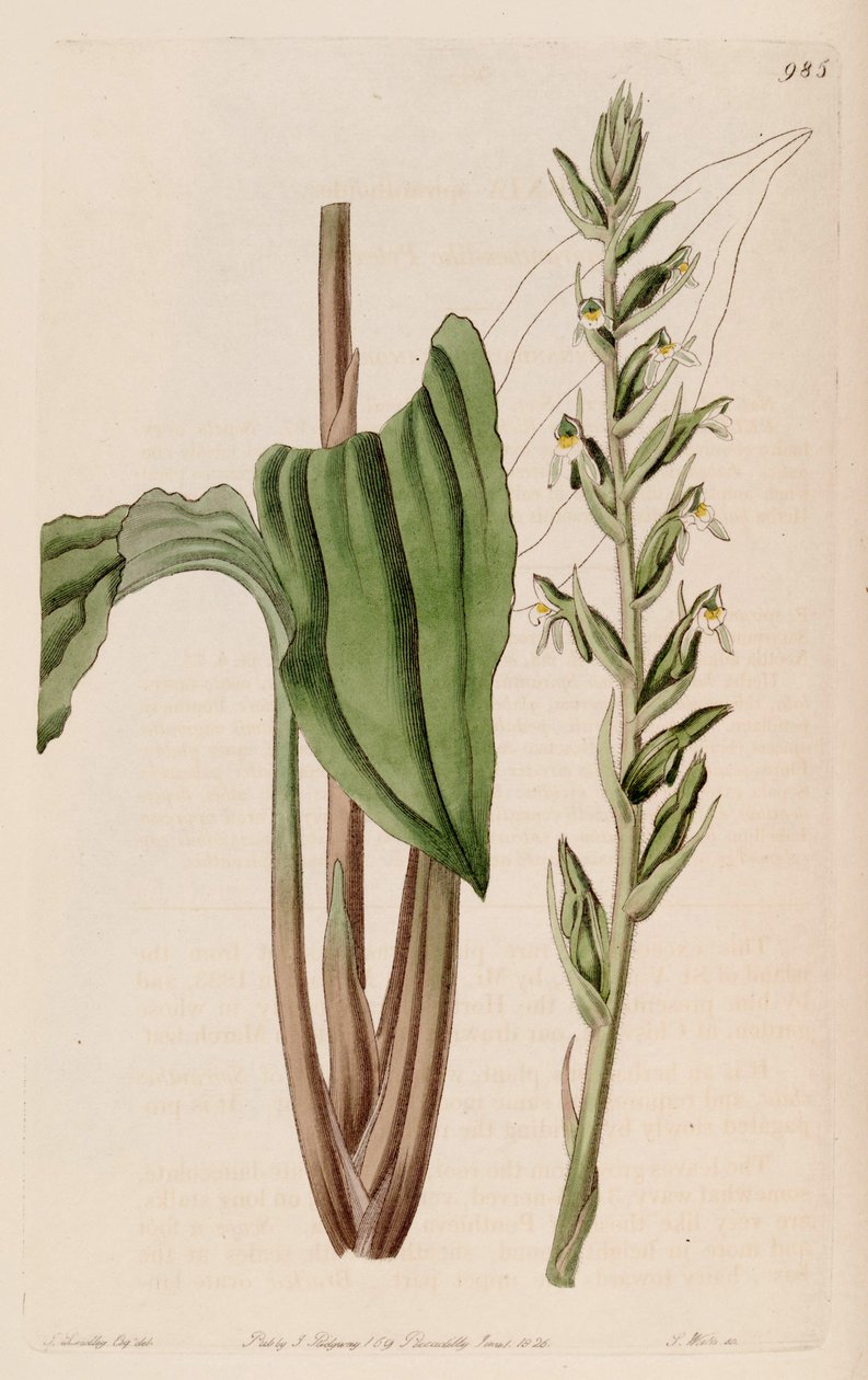 Illustration af Pelexia adnata (som syn. Pelexia spiranthoides) af John Lindley