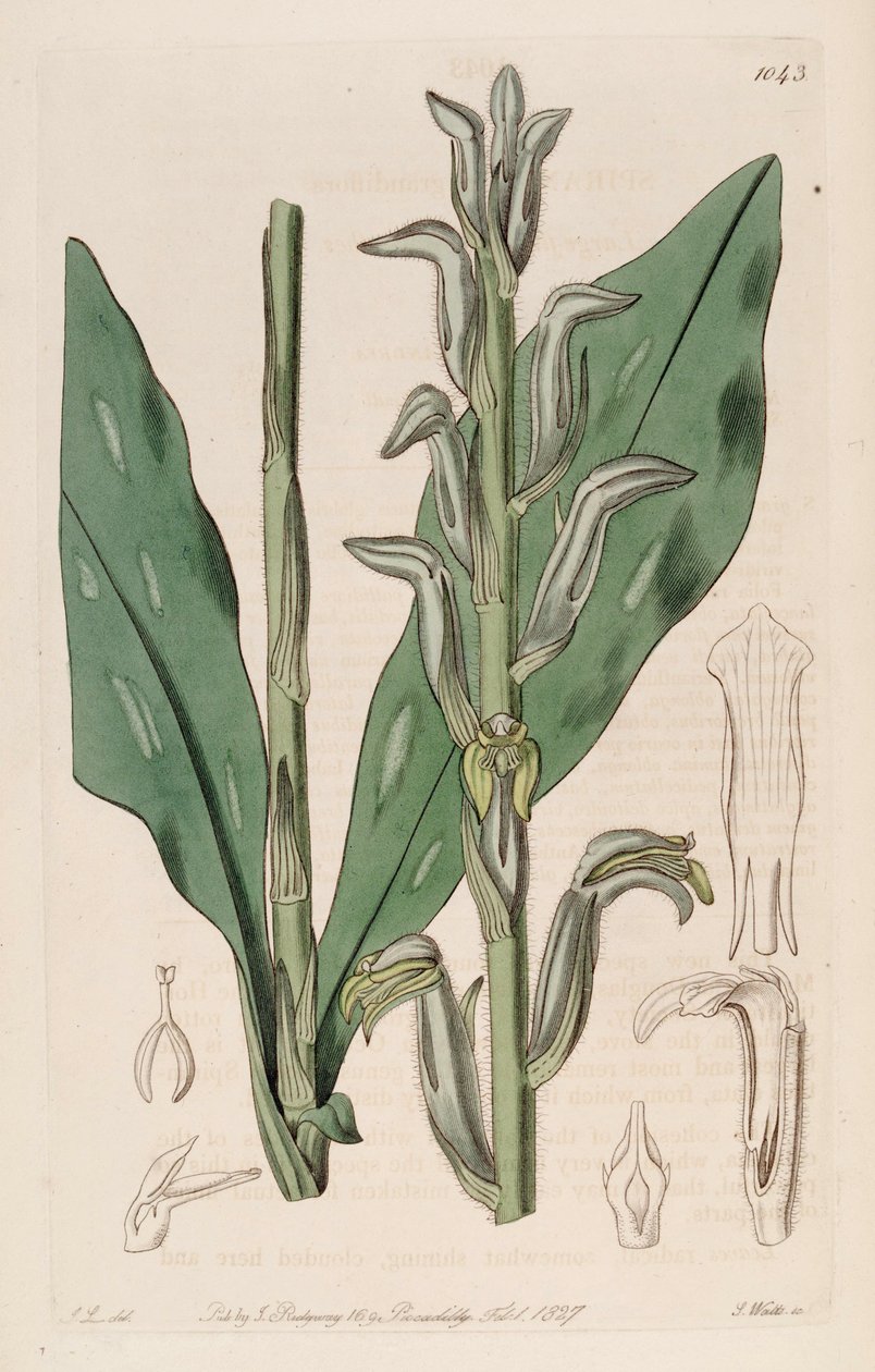 Illustration af Sarcoglottis grandiflora (som syn. Spiranthes grandiflora) af John Lindley