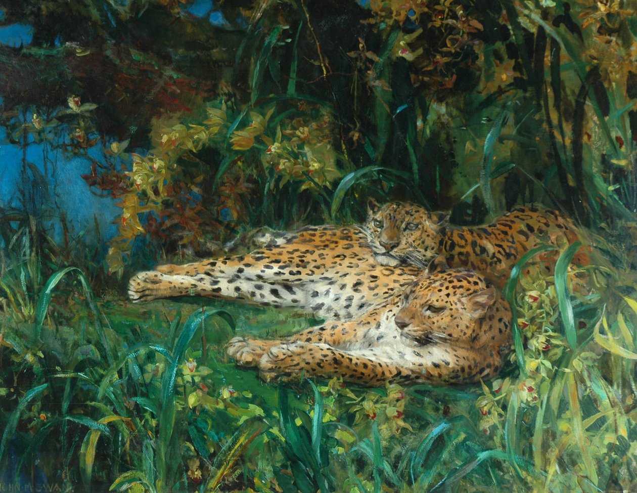 Indiske leoparder af John Macallan Swan