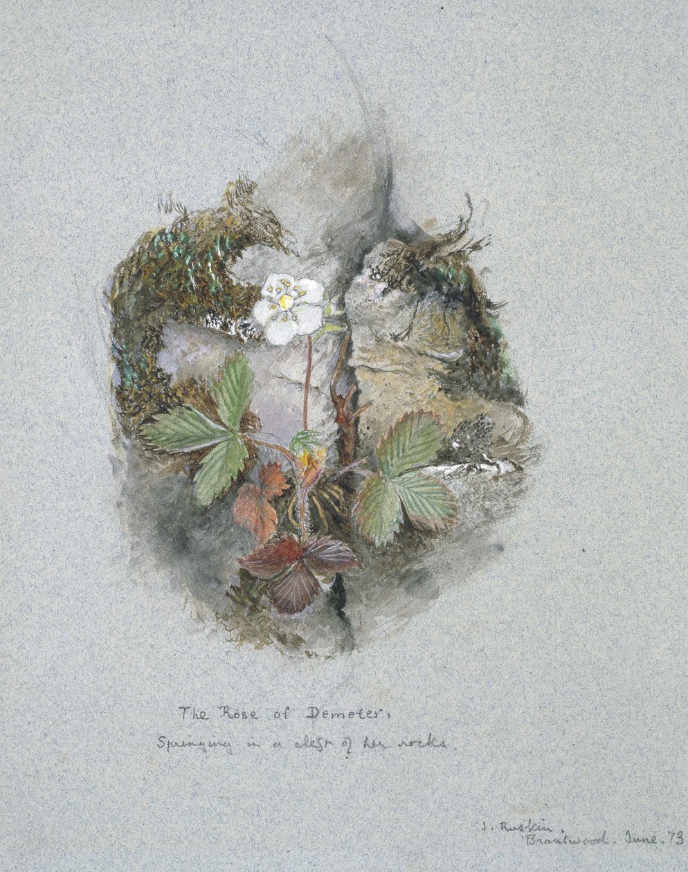 A Wild Strawberry Plant, 5. - 6. juni 1873 (akvarel og kropsfarve over grafit på blåt vævet papir) af John Ruskin
