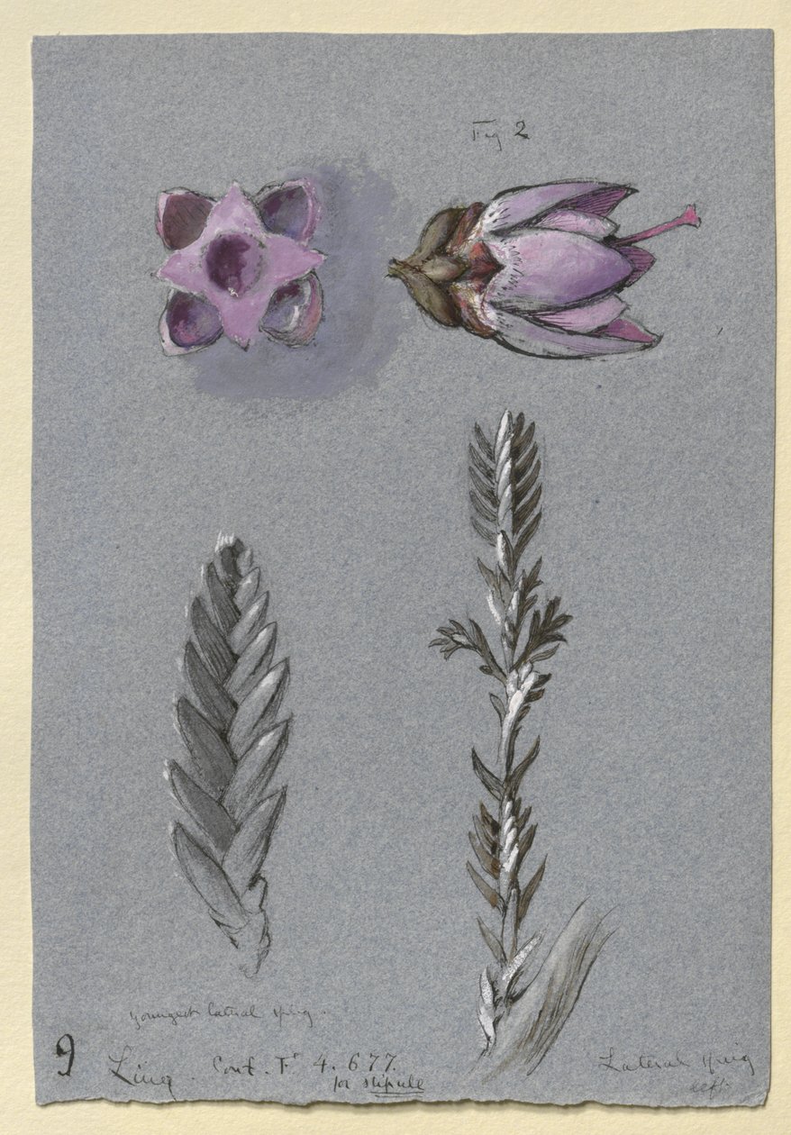 Fire studier af Ling, sandsynligvis 14. september 1869 (akvarel, kropsfarve og pen og blæk over grafit på blåt vævet papir) af John Ruskin
