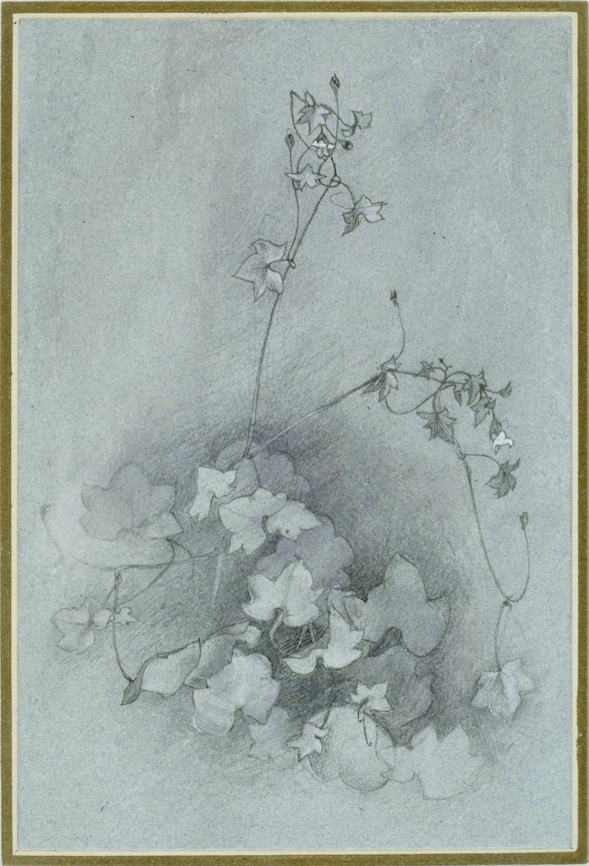 Efeu-bladet padderok ("Oxford Ivy"), 1852 (akvarel, kropsfarve og pen og blæk over grafit på blåt papir) af John Ruskin