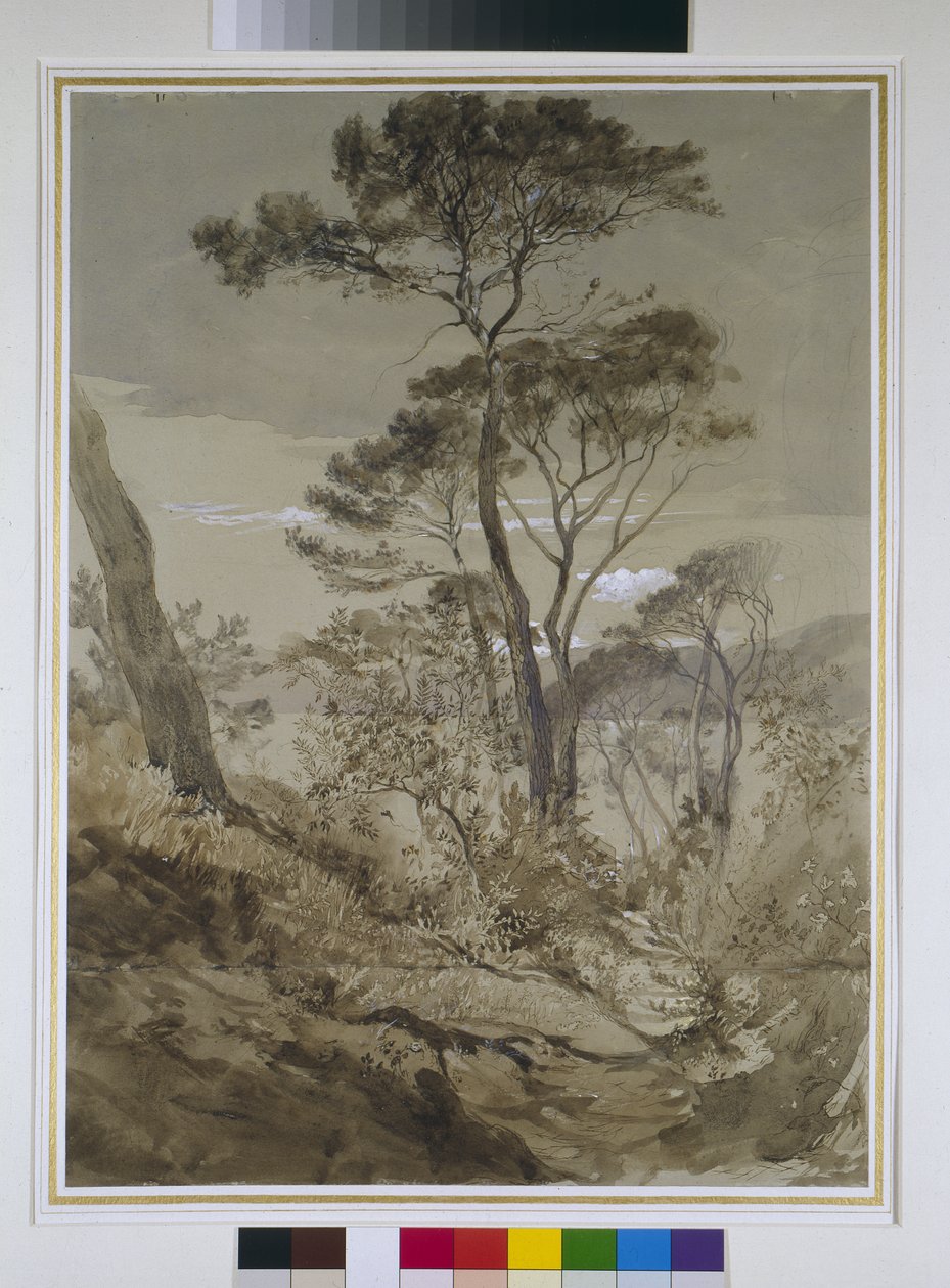 Pinjer ved Sestri, Genovabugten, 30. april 1845 (blyant med blyant og hvid farve på papir) af John Ruskin