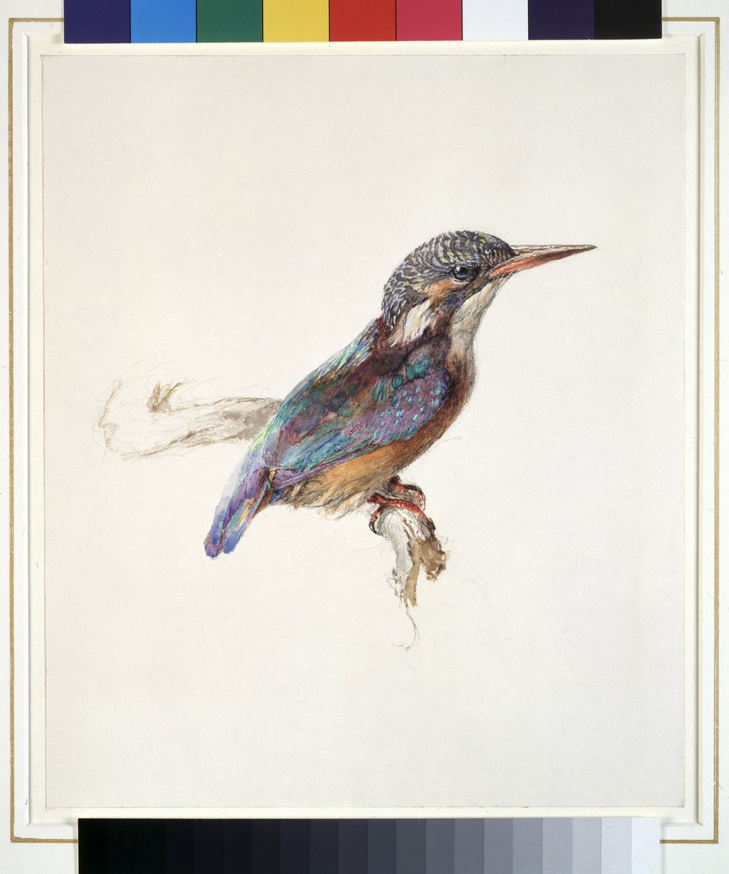 Studie af en isfugl, med dominerende henvisning til farver, sandsynligvis oktober 1871 (akvarel og kropsfarve over grafit på papir) af John Ruskin