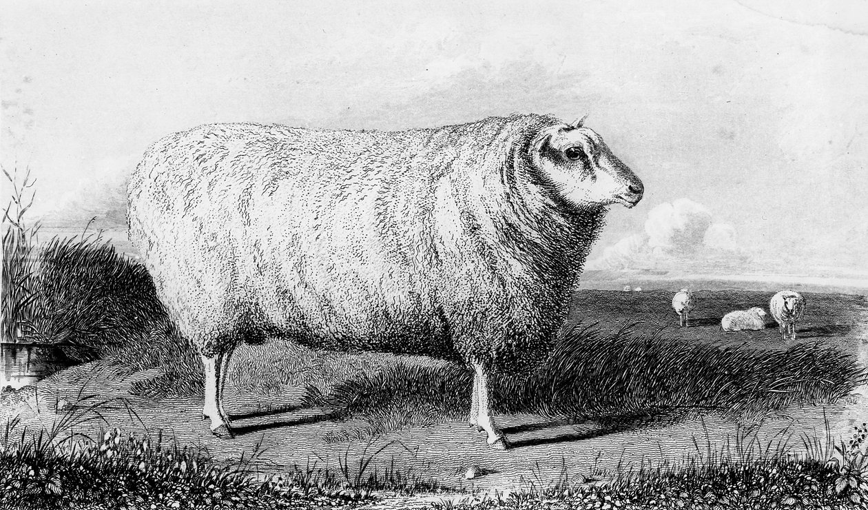 En Leicester Tup, graveret af Thomas Landseer af John Sheriff