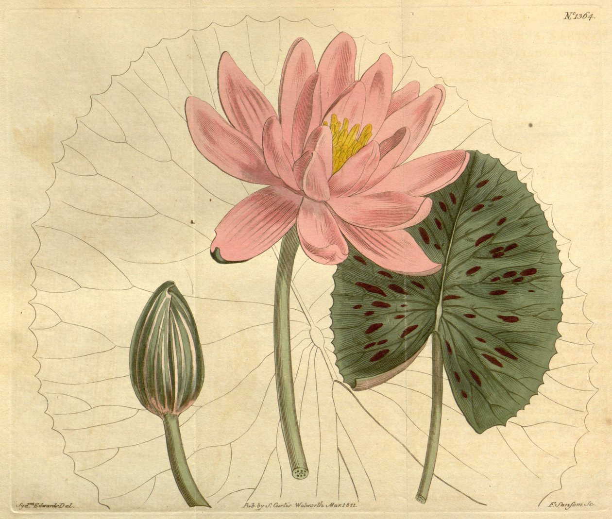 Nymphaea pubescens af John Sims