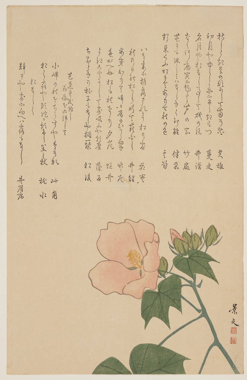 Konfødererede Rose, ca. 1818-1829 af John Thomas Barber Beaumont