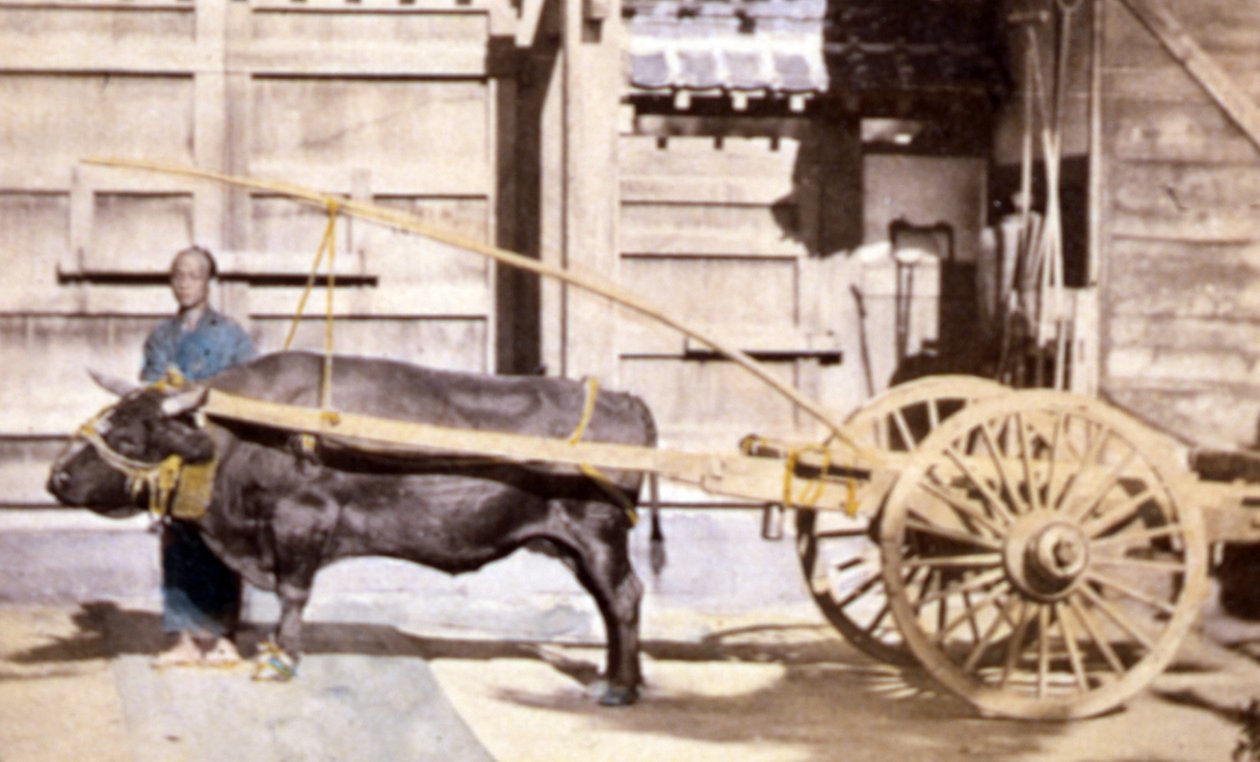 Kinesisk mand med vogn og okse, 1890 (håndfarvet foto) af John Thomson