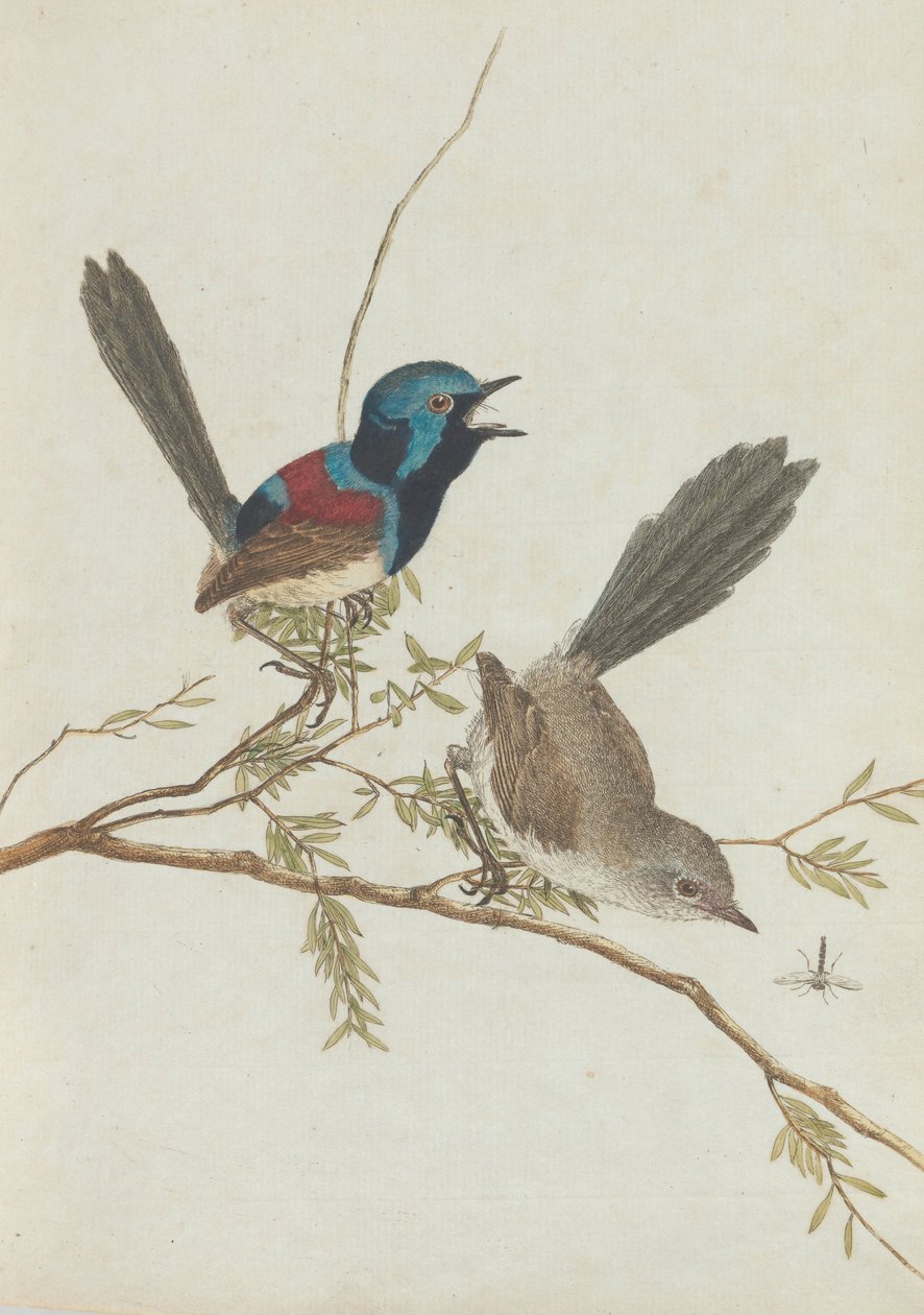 Fugle i New South Wales med deres naturlige historie. Lewis, John. Fugle i New South Wales med deres ... af John William Lewin