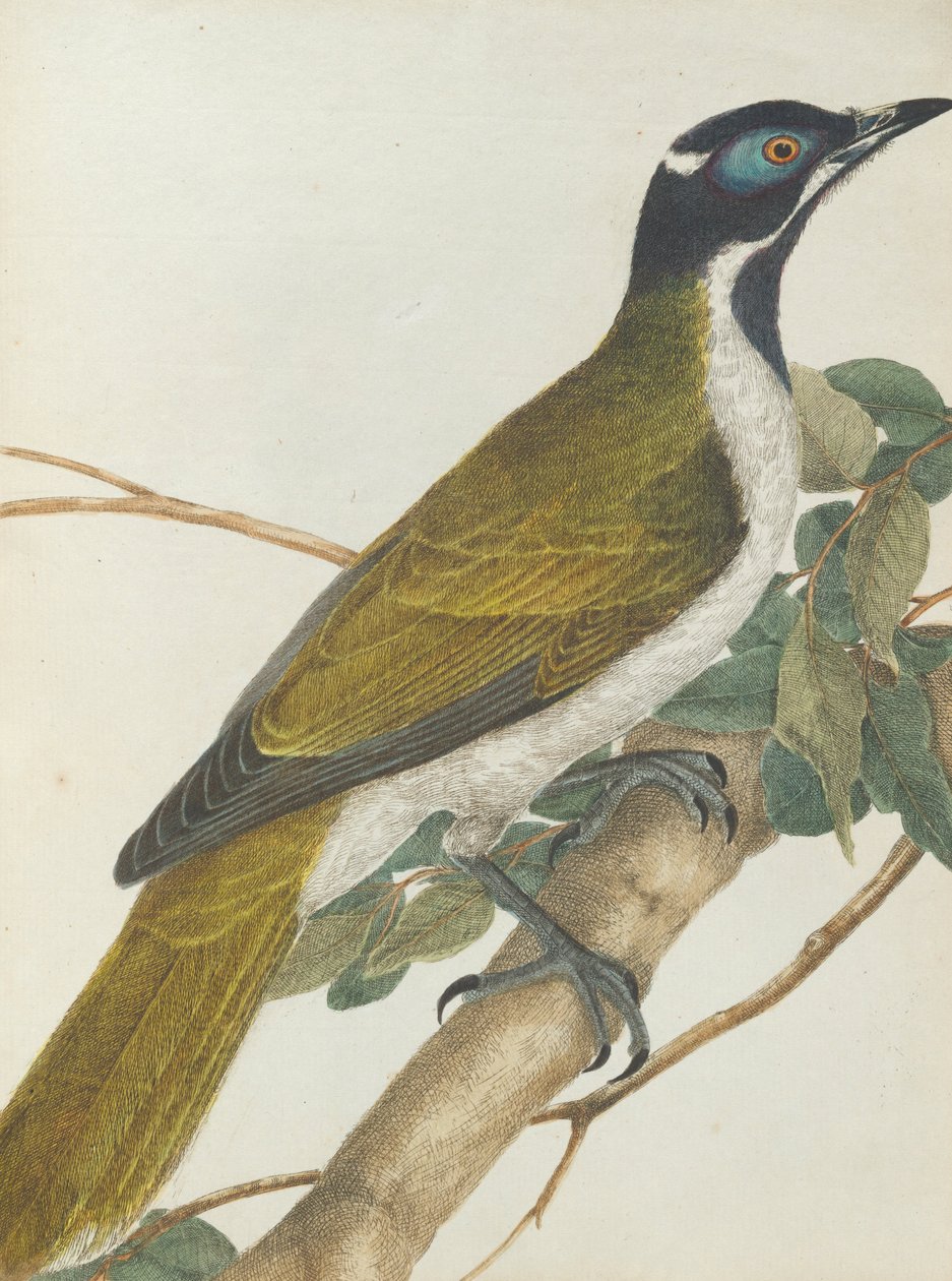 Honeysucker med blåt ansigt. Lewis, John. Fugle i New South Wales med deres naturlige historie. Sydney- G. H ... af John William Lewin