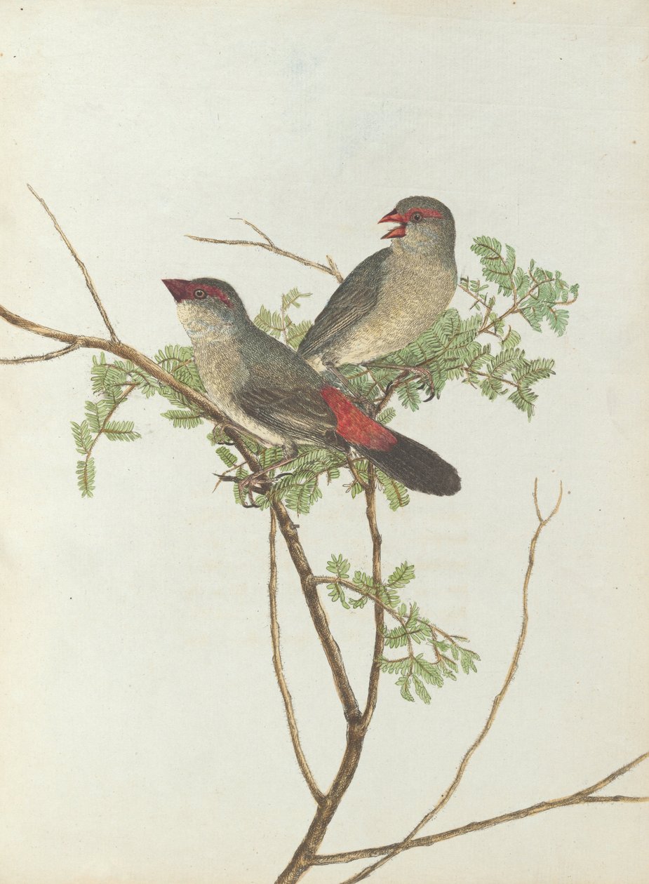 Almindelig grov næb. Lewis, John. Fugle i New South Wales med deres naturlige historie. Sydney- G. Howe, ... af John William Lewin
