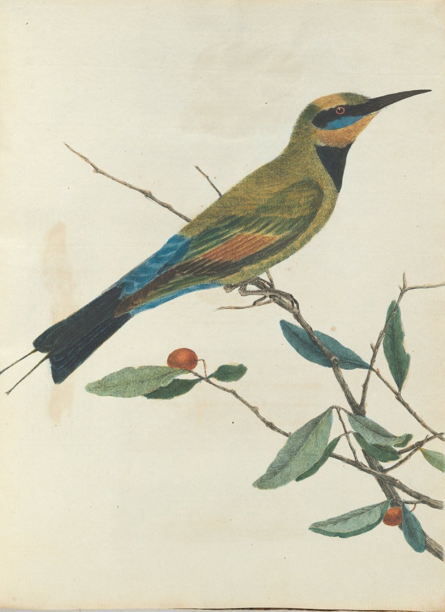 Bjergæder. Lewis, John. Fugle i New South Wales med deres naturlige historie. Sydney- G. Howe ... af John William Lewin