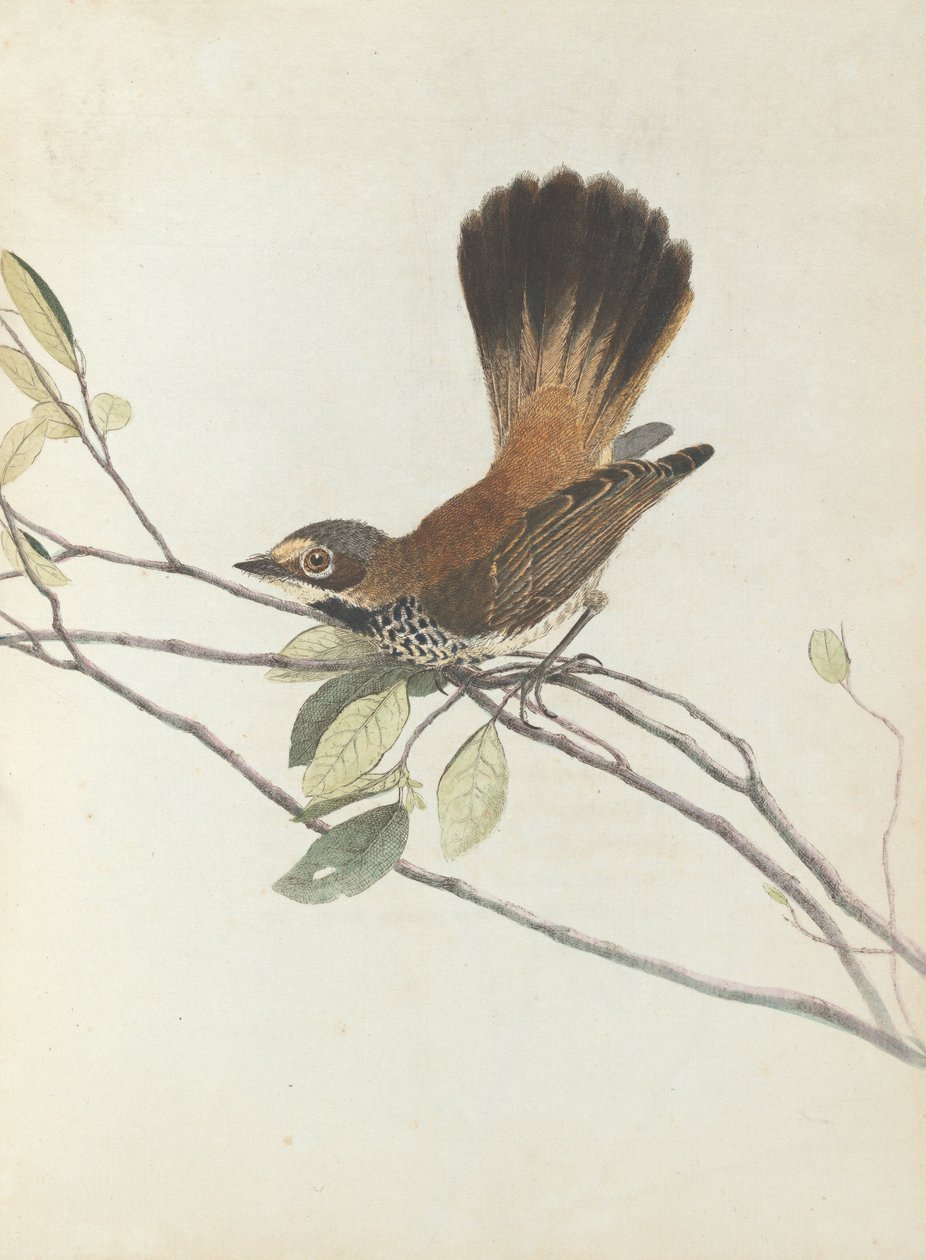 Orange rumpt fluesnapper. Lewis, John. Fugle i New South Wales med deres naturlige historie. Sydney- G .... af John William Lewin