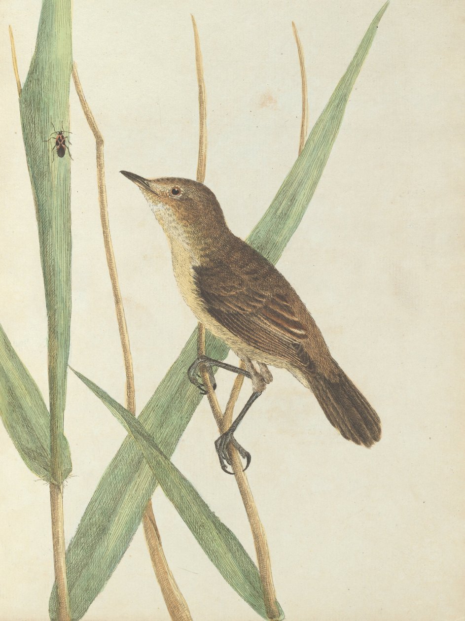 Reed warbler. Lewis, John. Fugle i New South Wales med deres naturlige historie. Sydney- G. Howe, 1813 af John William Lewin