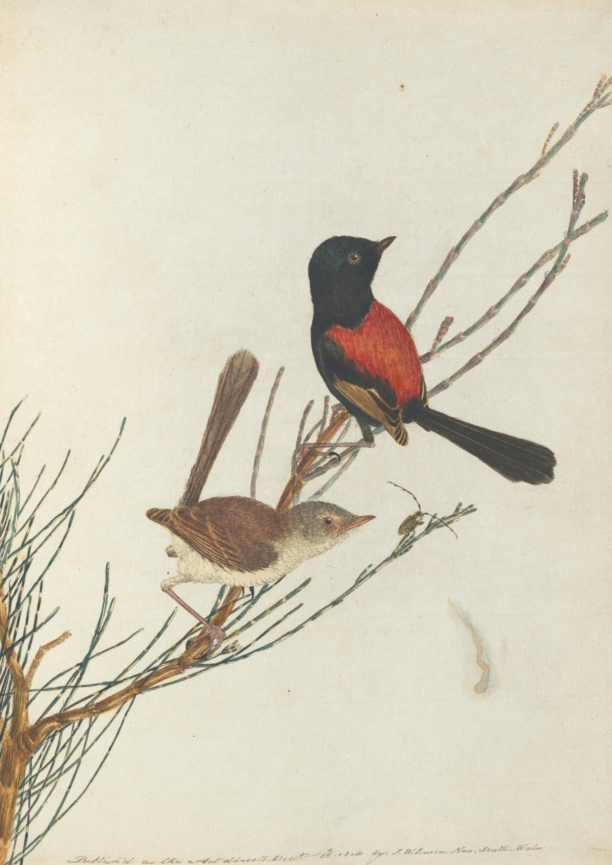 Scarlet og black warbler. Lewis, John. Fugle i New South Wales med deres naturlige historie. Sydney- G .... af John William Lewin