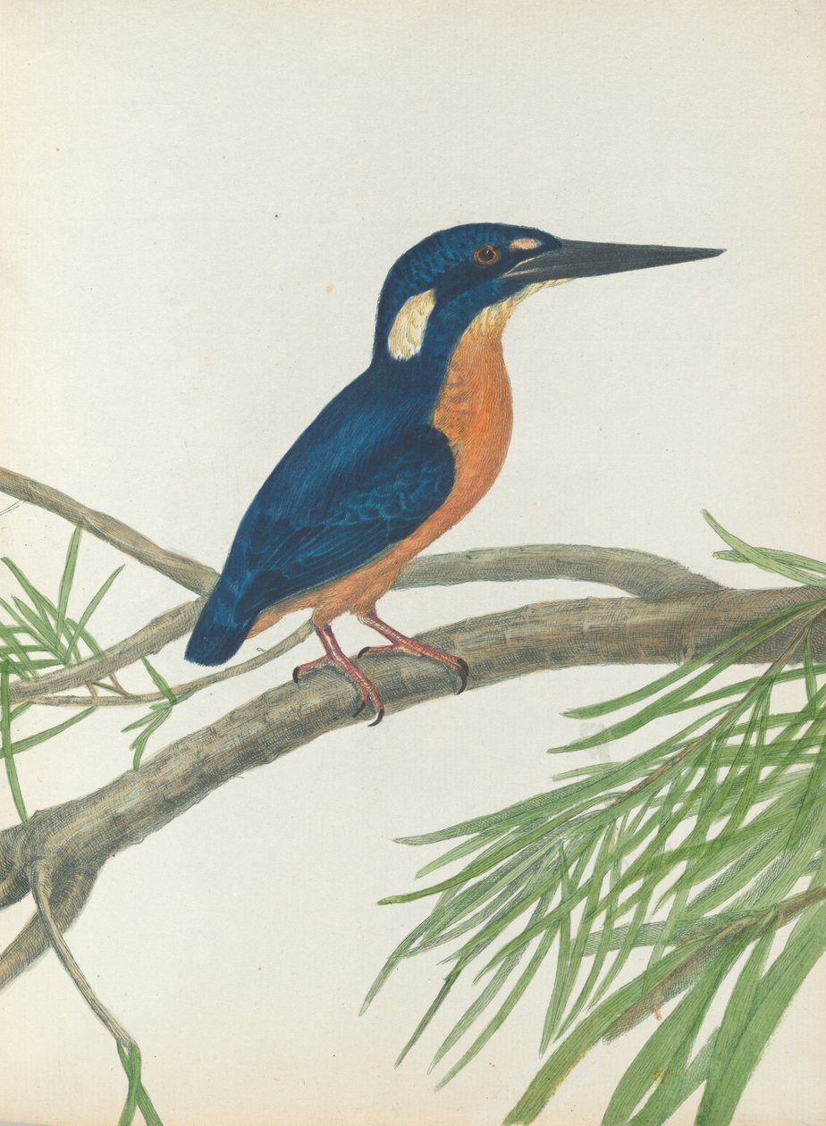 Three-toe kingfisher.Lewin, John. Fugle i New South Wales med deres naturlige historie. Sydney- G. Ho ... af John William Lewin