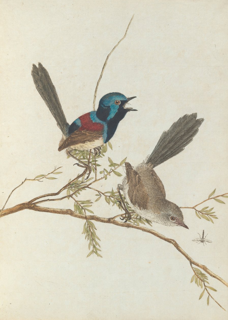 Varieret sanger. Lewis, John. Fugle i New South Wales med deres naturlige historie. Sydney- G. Howe ... af John William Lewin