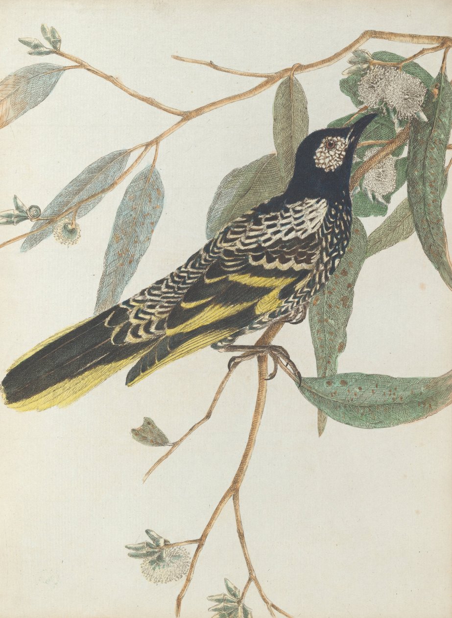Warty face honeysucker. Lewis, John. Fugle i New South Wales med deres naturlige historie. Sydney- G. ... af John William Lewin