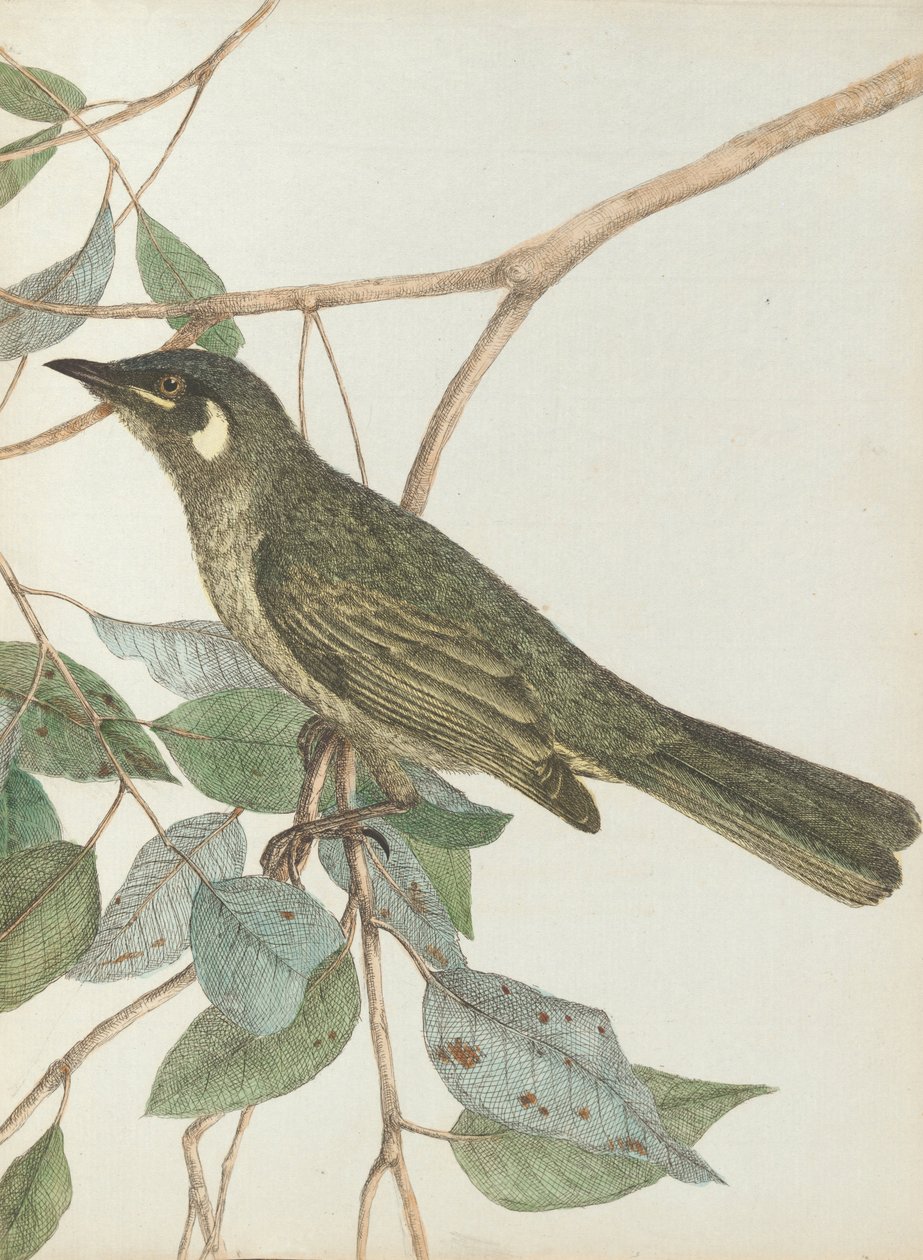Gul ørehoneysucker.Lewin, John. Fugle i New South Wales med deres naturlige historie. Sydney- G. ... af John William Lewin