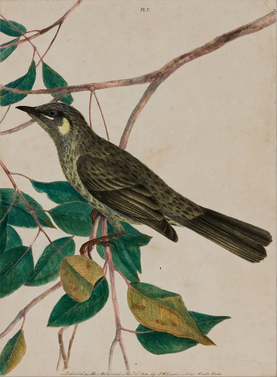 Gul-eared honeysucker (Meliphaga chrysotis) af John William Lewin