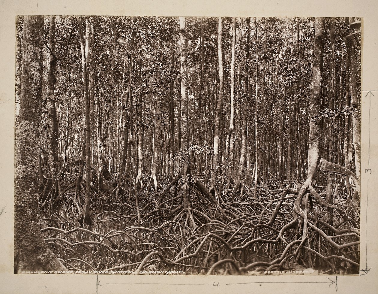 En mangrovesump, Pachu River, Choiseul, Solomon Group (gelatinesølvtryk) af John Beattie