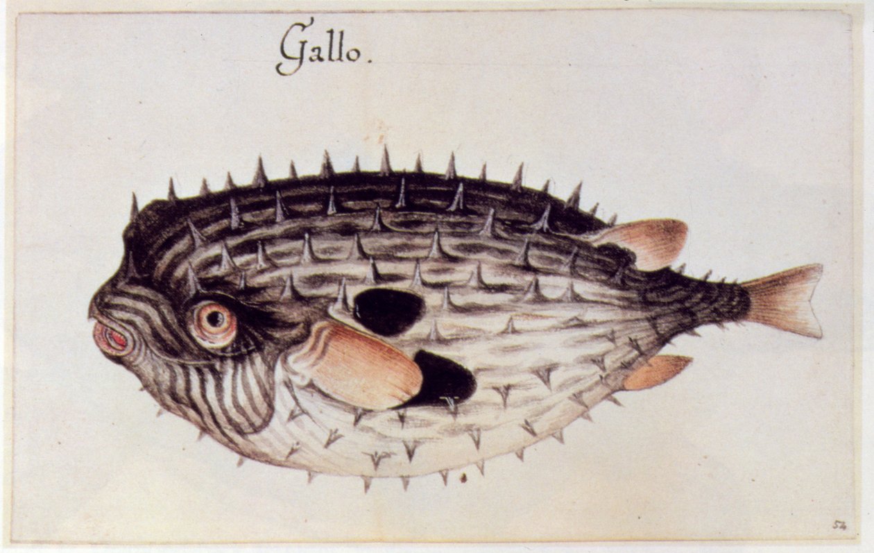 En Burrfish af John White