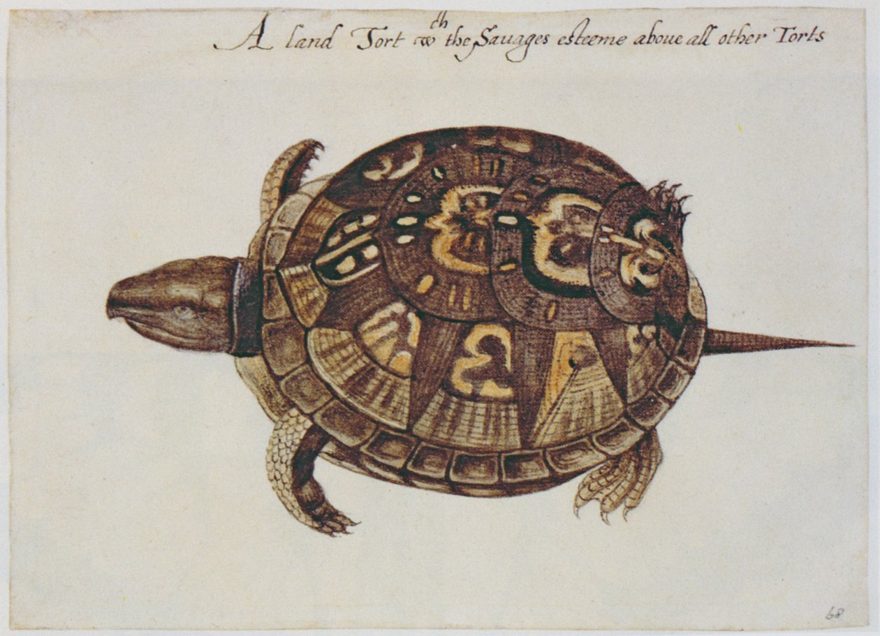 Almindelig æskeskildpadde (litografi) af John White