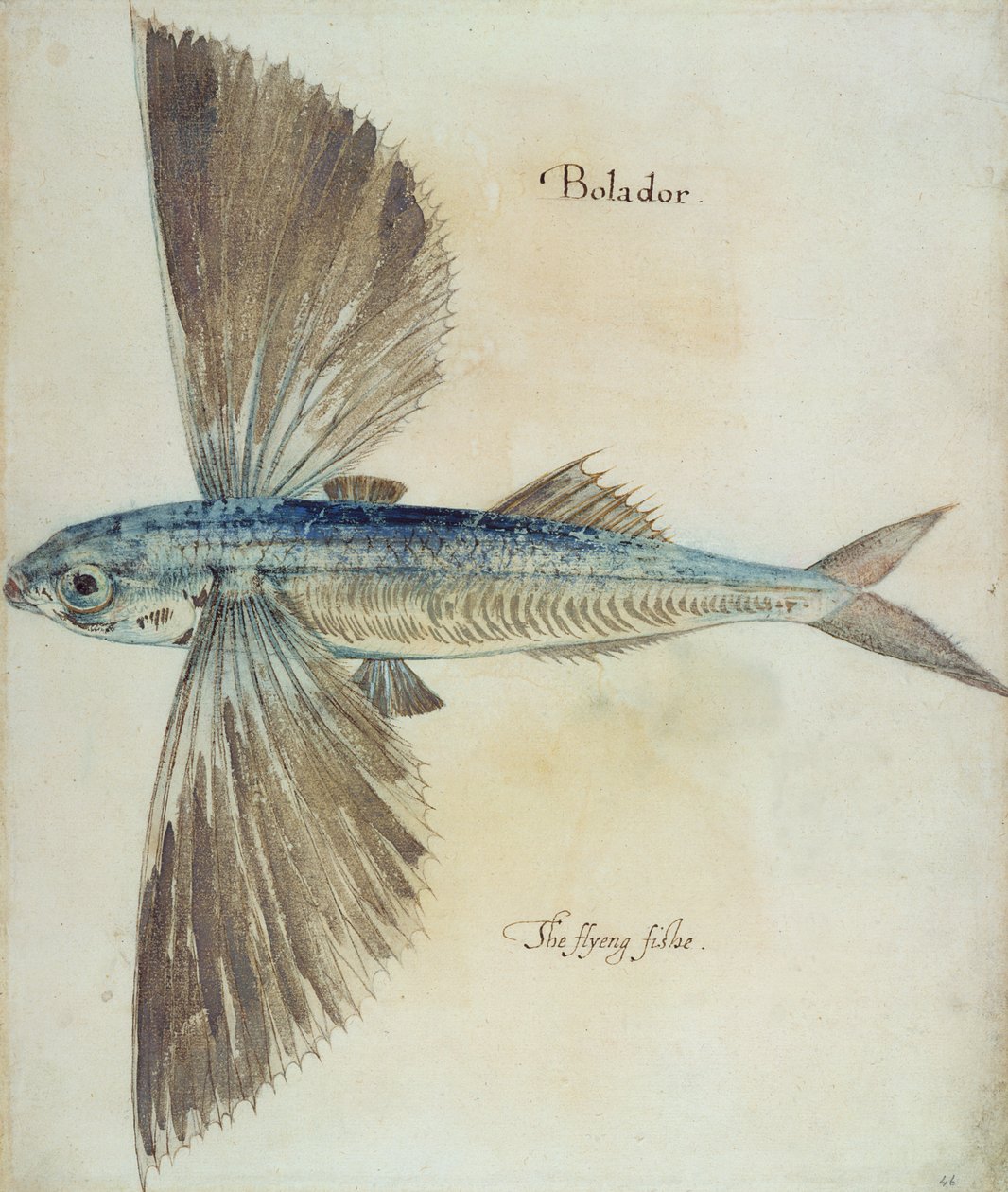 Flying-Fish af John White