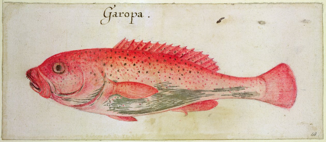 Garopa af John White